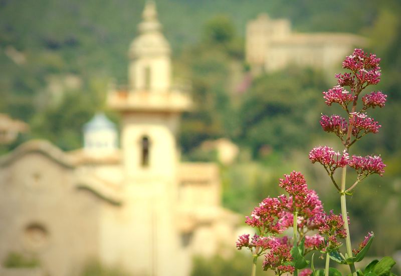 Durch die Blume auf Valldemossa