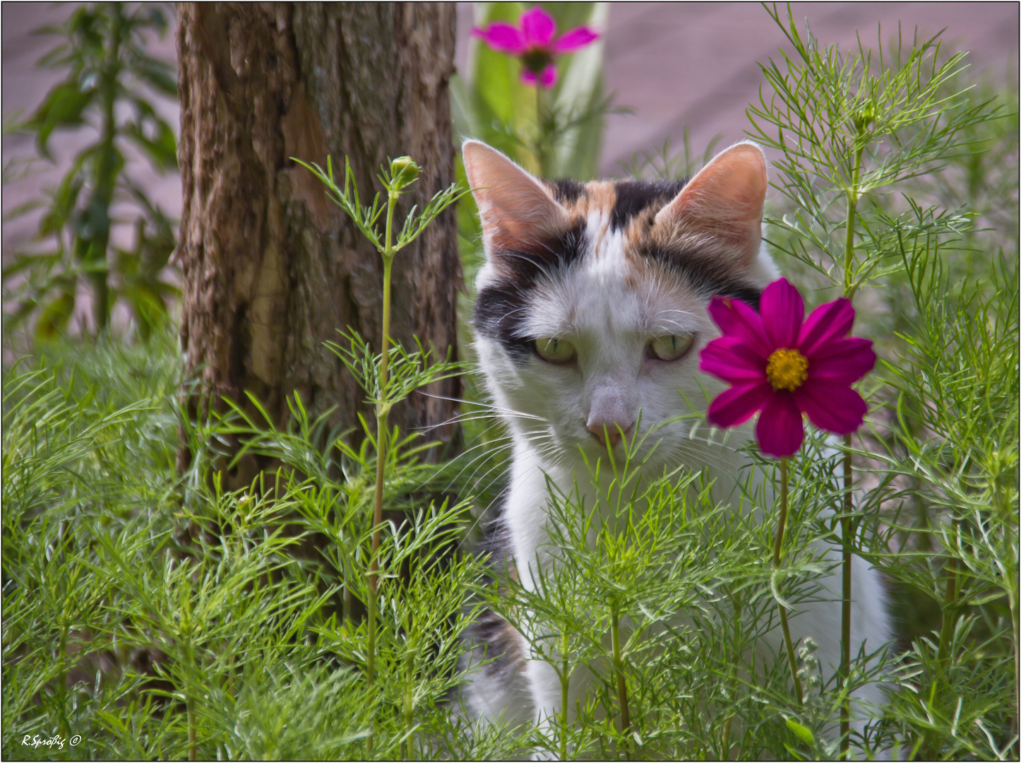 - durch die Blume ... -