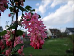 durch die Blume betrachtet