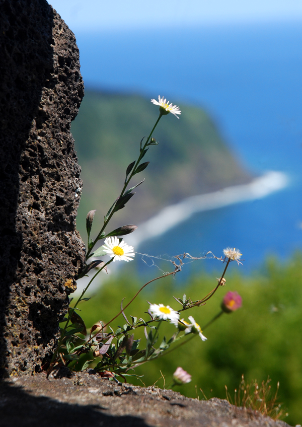 durch die blume