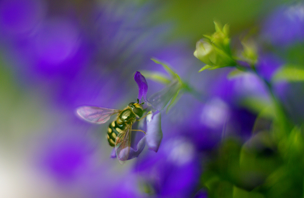 Durch die Blume....