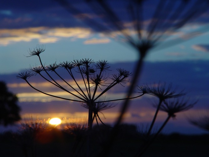 Durch die Blume...