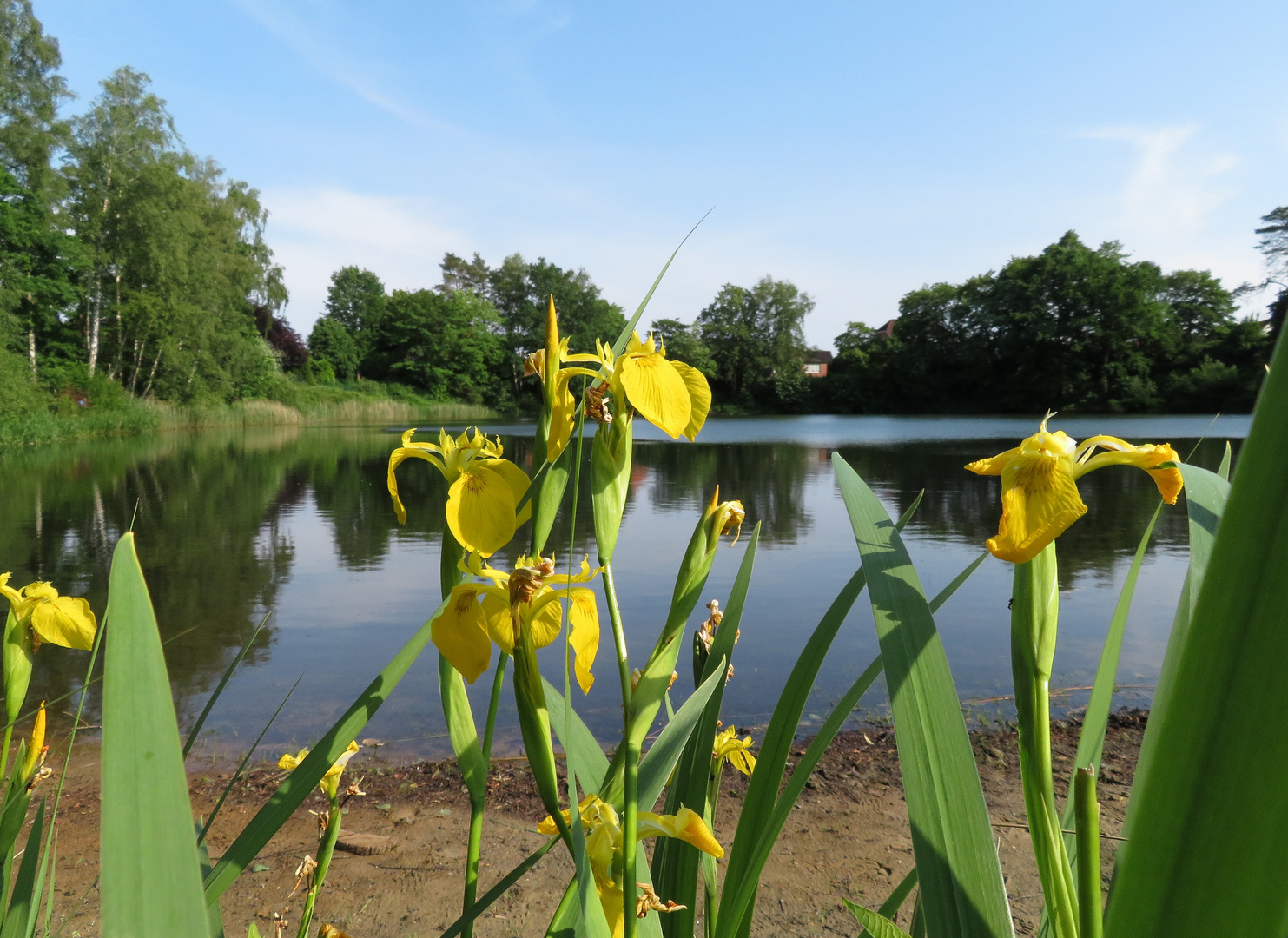 durch die Blume gesehen .....