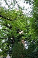 Durch die "Blume" gesehen: der Turm