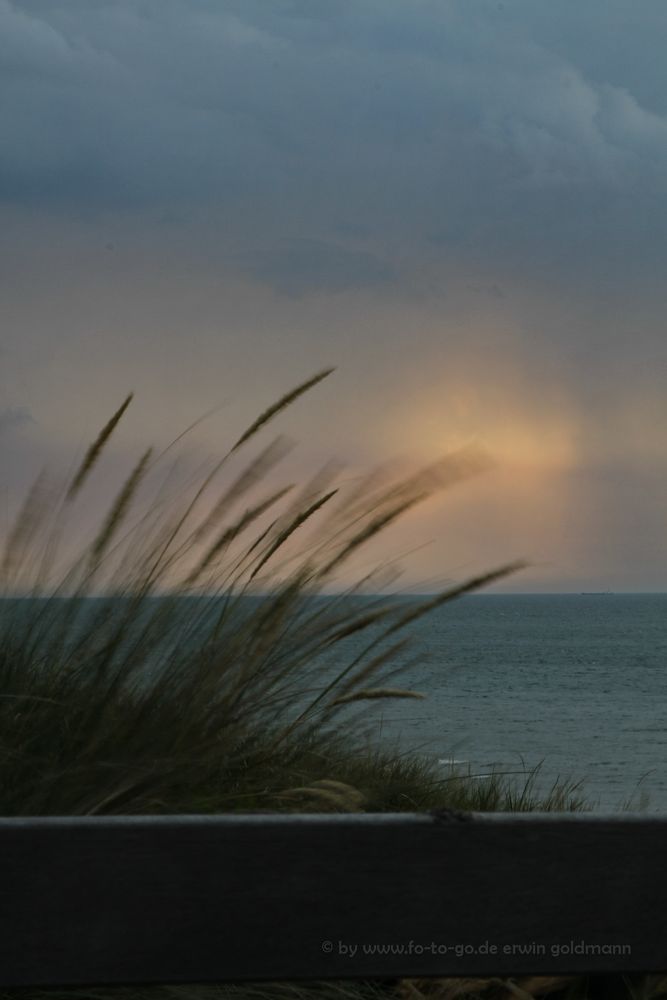 durch die Blume (Gras) Domburg