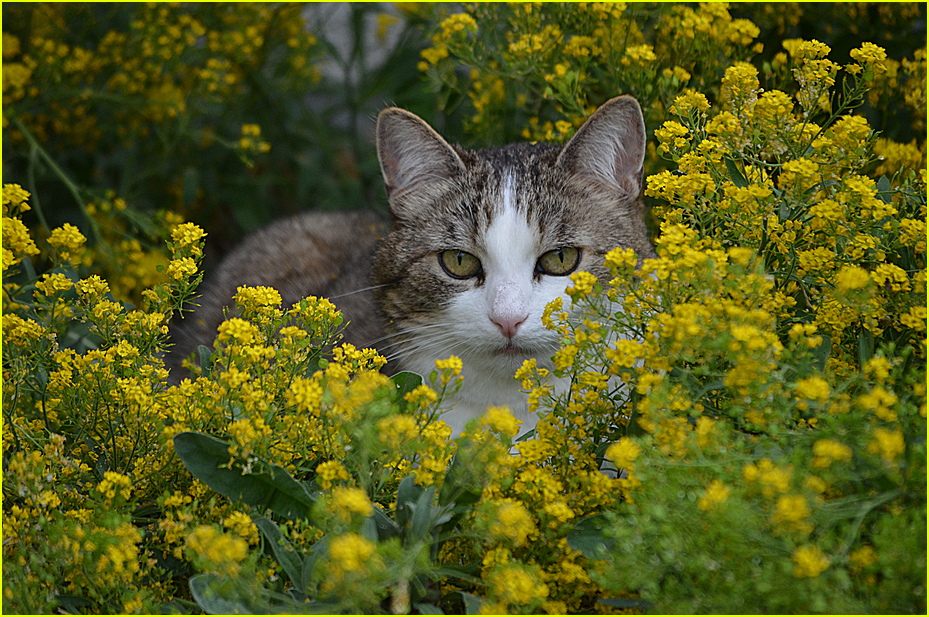 Durch die Blume sagen