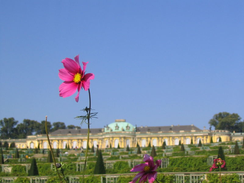 Durch die Blume... Schloss Sanssouci Potsdam 2005