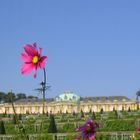 Durch die Blume... Schloss Sanssouci Potsdam 2005