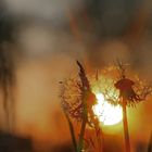 "Durch die Blume" - Sonnenuntergang im Frühling 