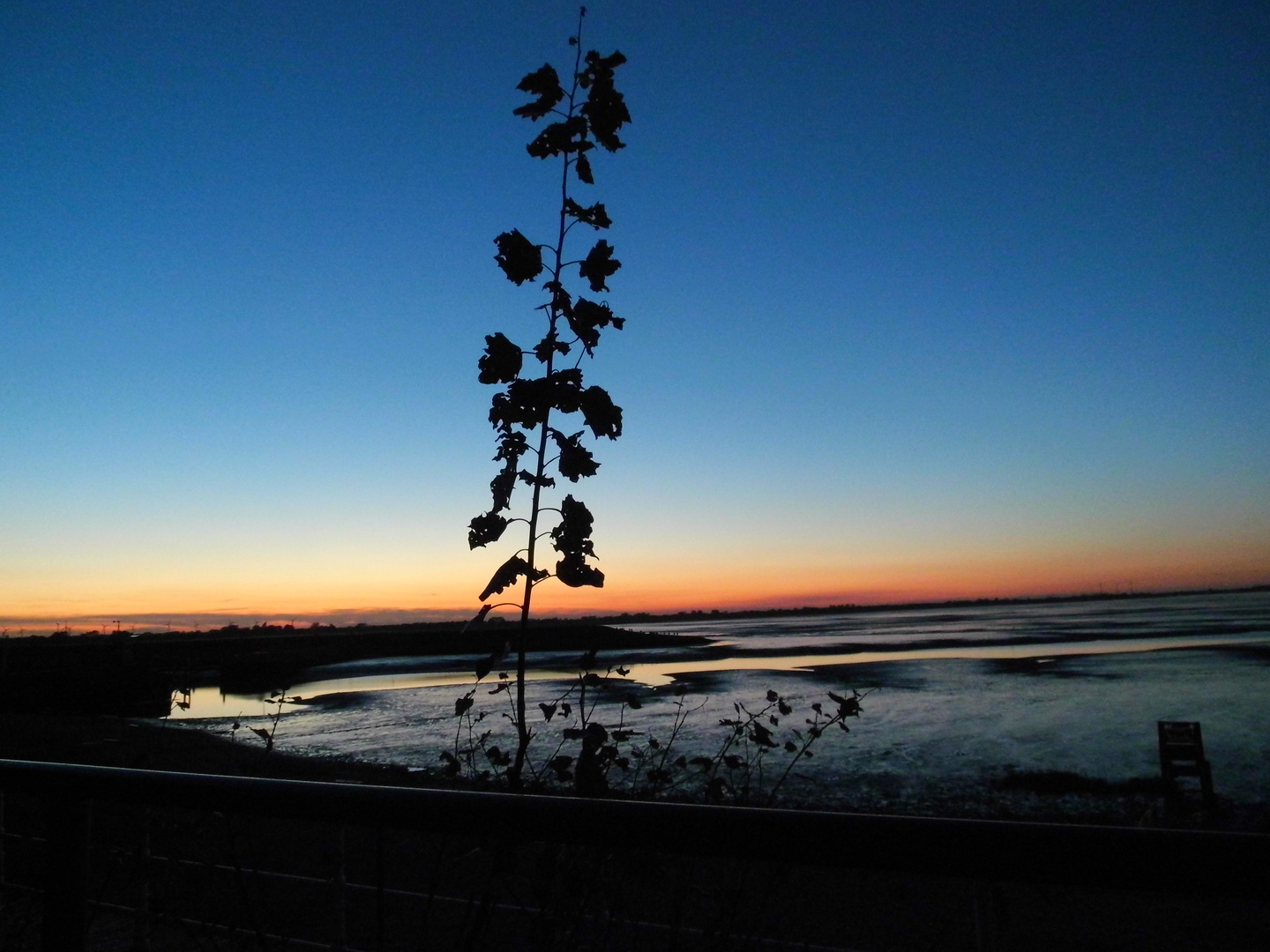 Durch die Blume: Sonnenuntergang in Dangast