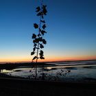 Durch die Blume: Sonnenuntergang in Dangast