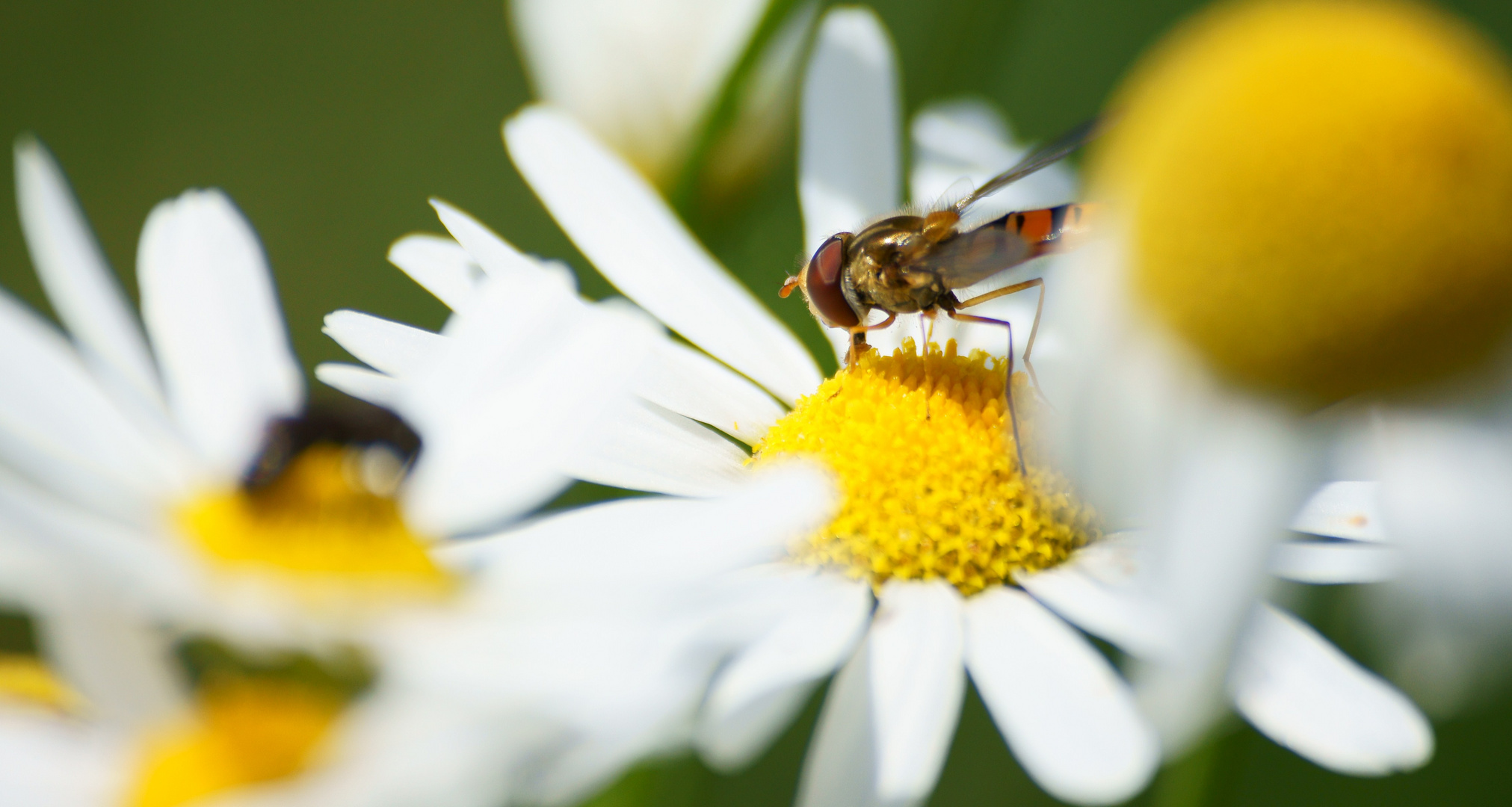 Durch die Blumen