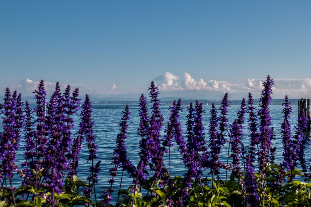 durch die Blumen geschaut