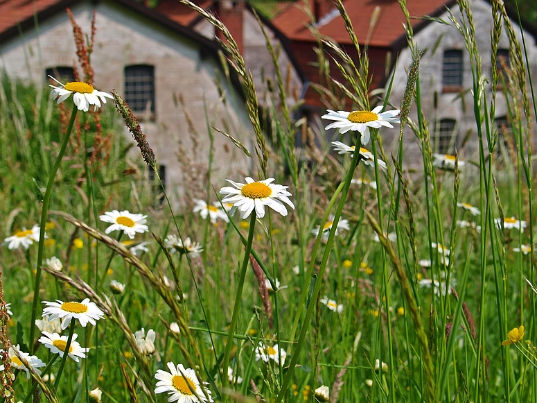 Durch die Blumenwiese