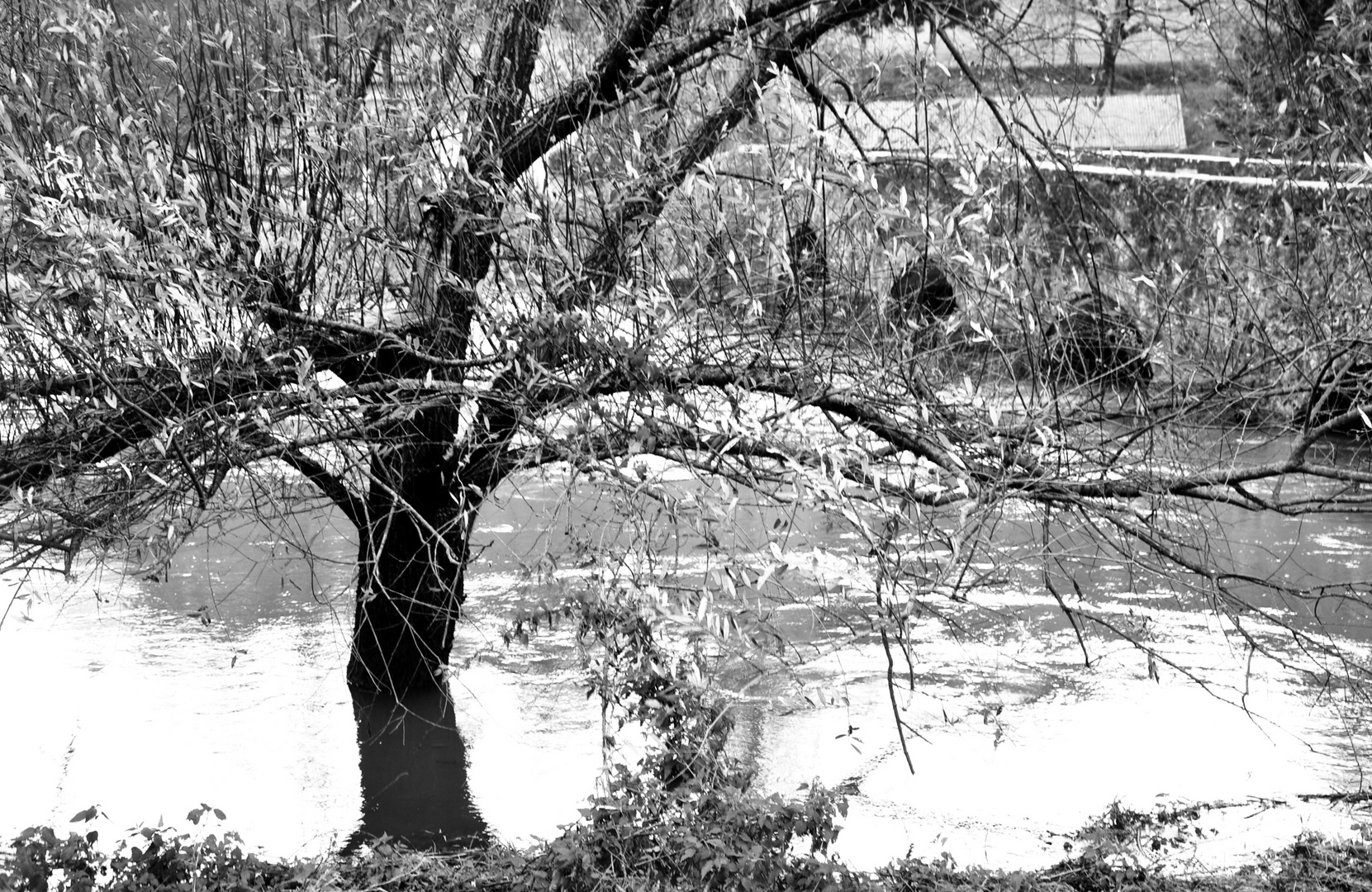 Durch die dünnen kahlen Zweige der Blick auf den Fluss