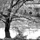 Durch die dünnen kahlen Zweige der Blick auf den Fluss