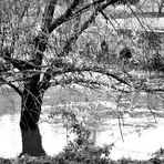 Durch die dünnen kahlen Zweige der Blick auf den Fluss