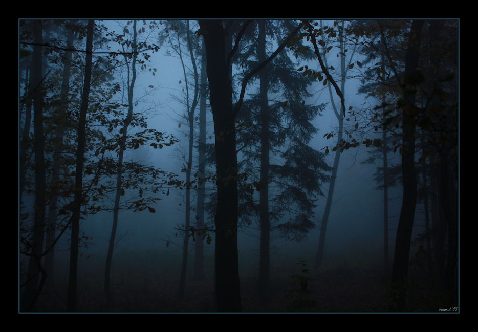 Durch die Dunkelheit Foto & Bild landschaft, wald, natur Bilder auf