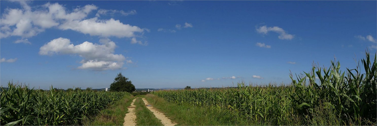 Durch die Felder gehts zurück zur Stadt