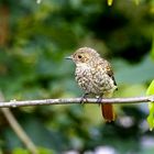 Durch die Fensterscheibe, - junger Gartenrotschwanz