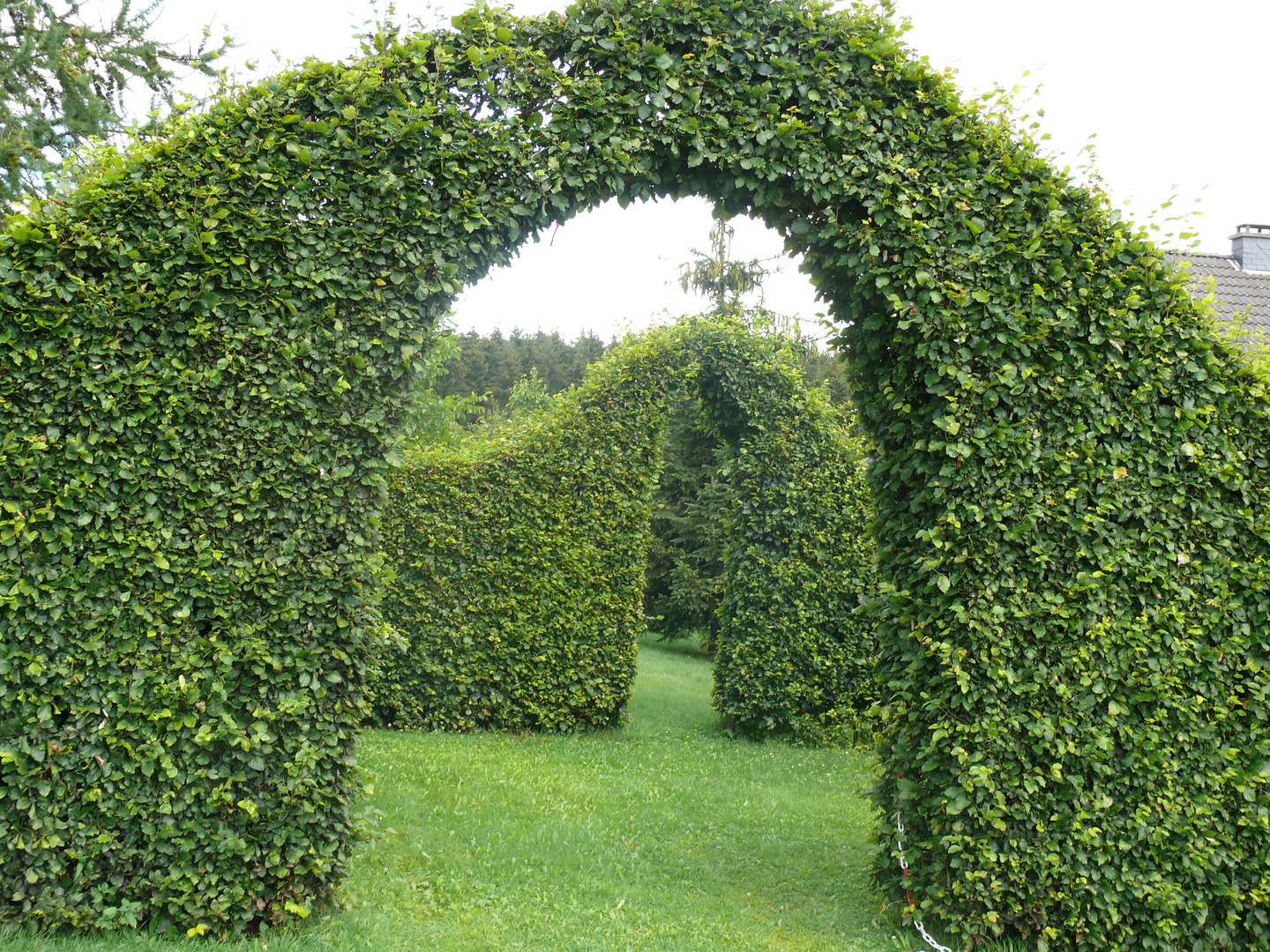 Durch die Hecke