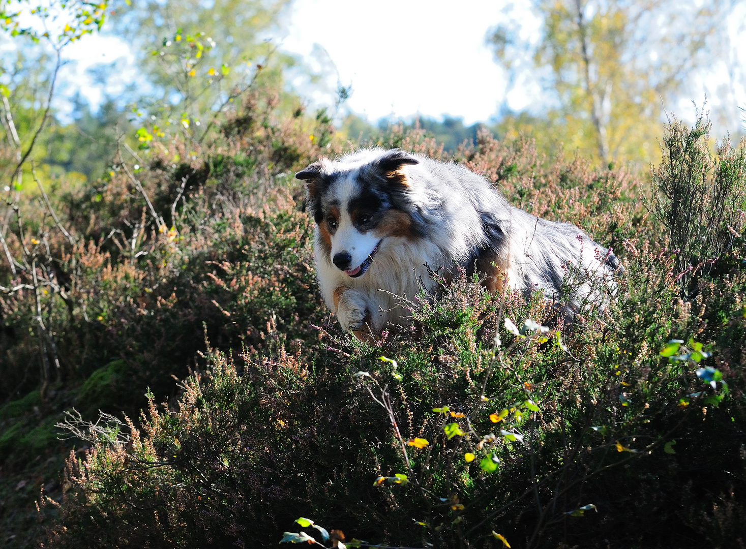 Durch die Heide