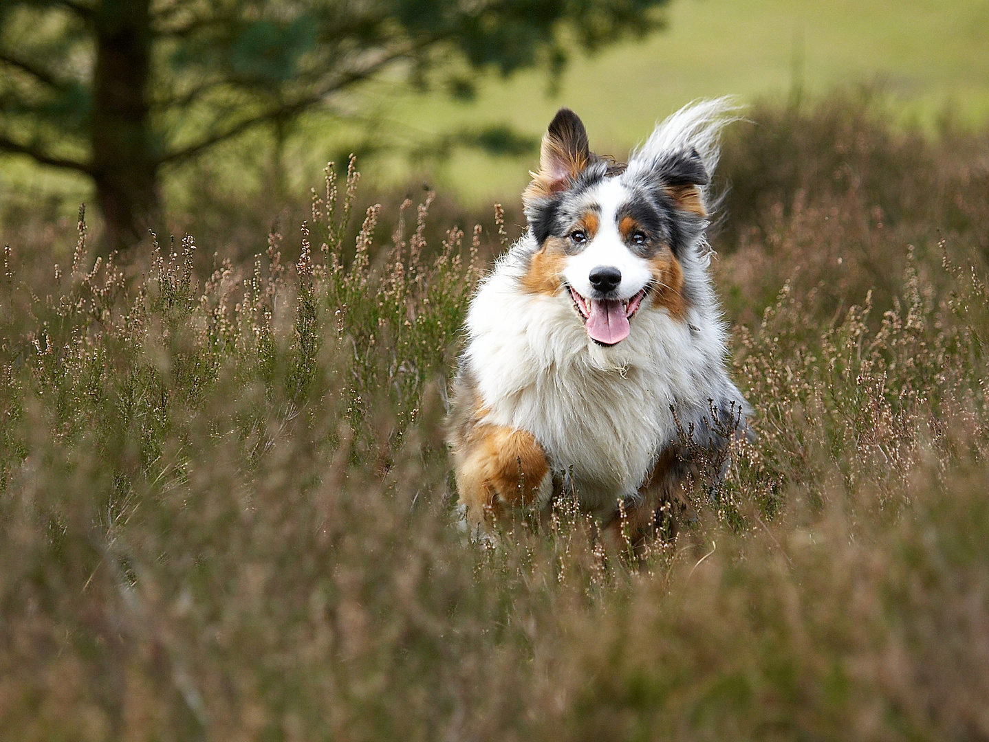 Durch die Heide, juchhu