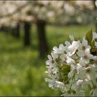 Durch die Kirschblüten