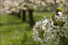 Durch die Kirschblüten