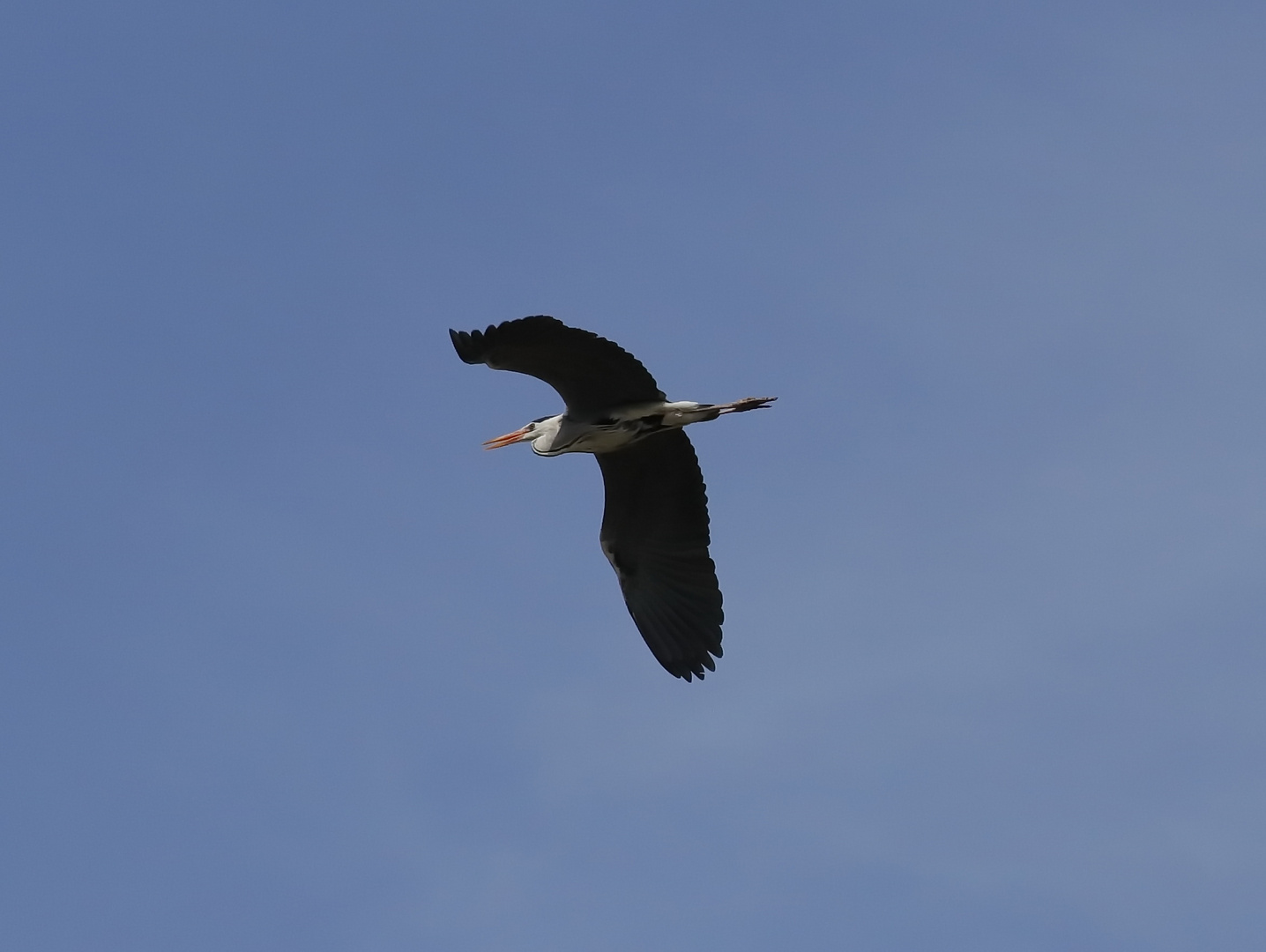 durch die Lüfte fliegt ein Reiher