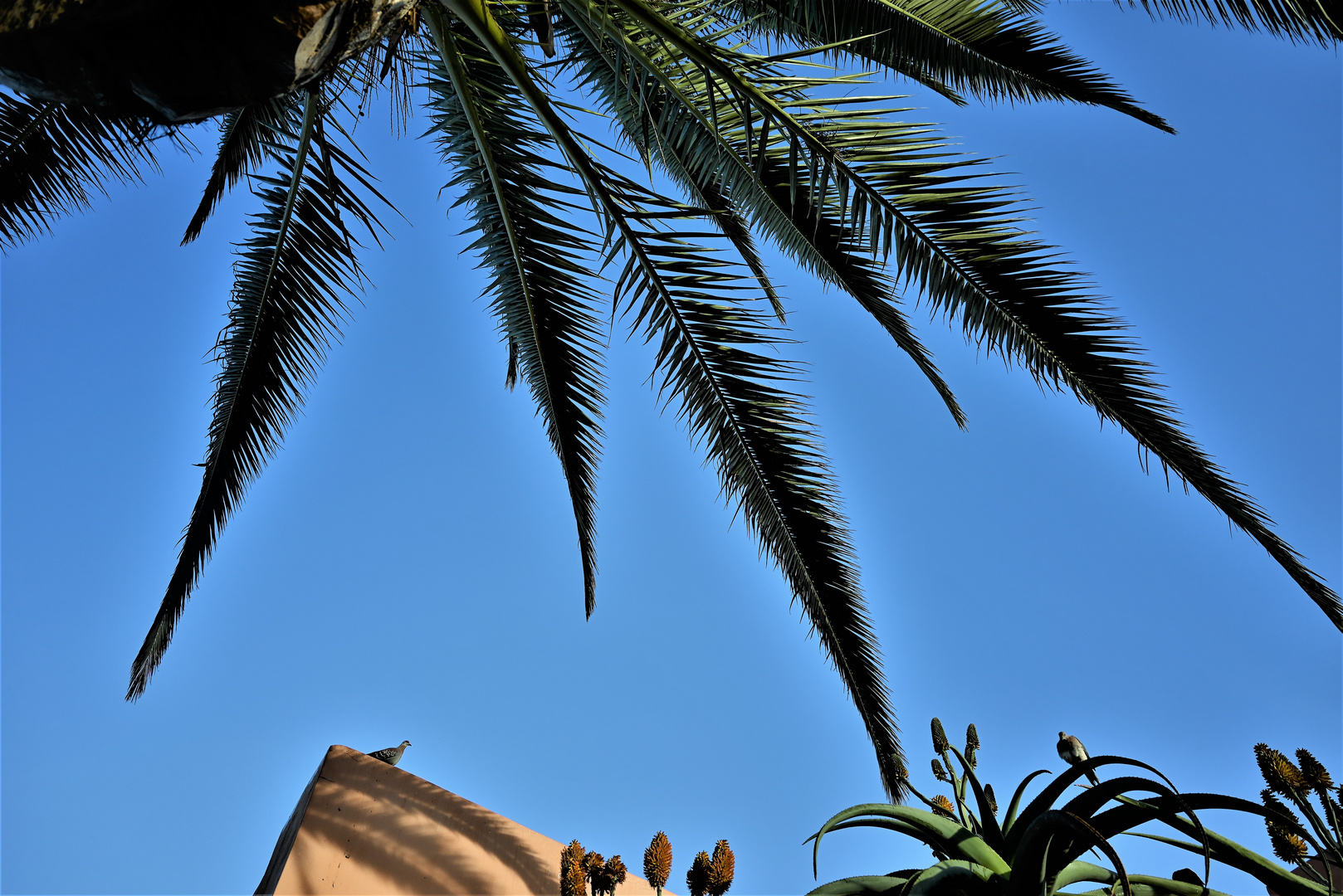 Durch die Palmwedel ins Blau des Namibiahimmels geblickt.