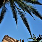 Durch die Palmwedel ins Blau des Namibiahimmels geblickt.