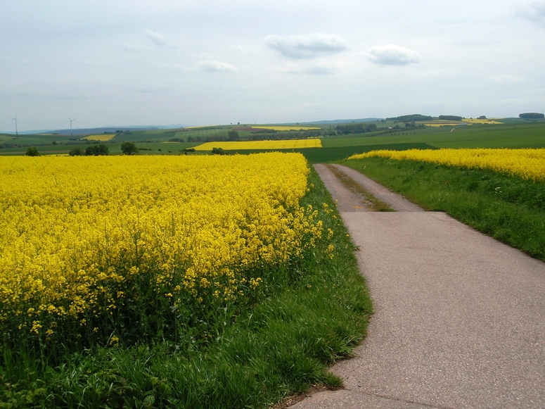 Durch die Rapsfelder