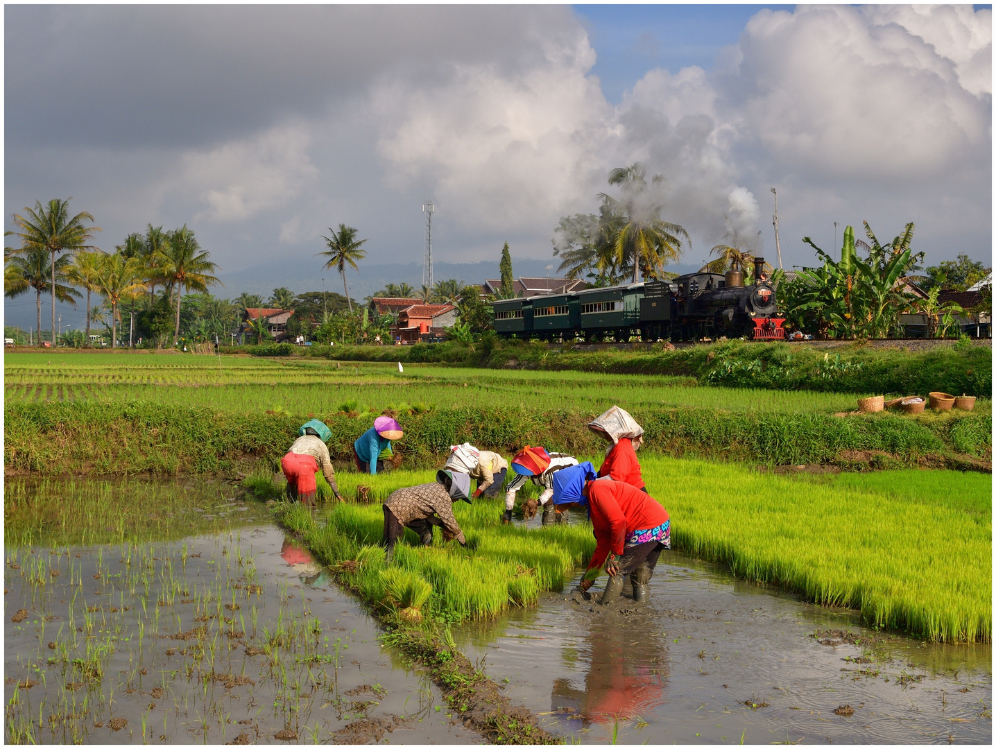 Durch die Reisfelder  II