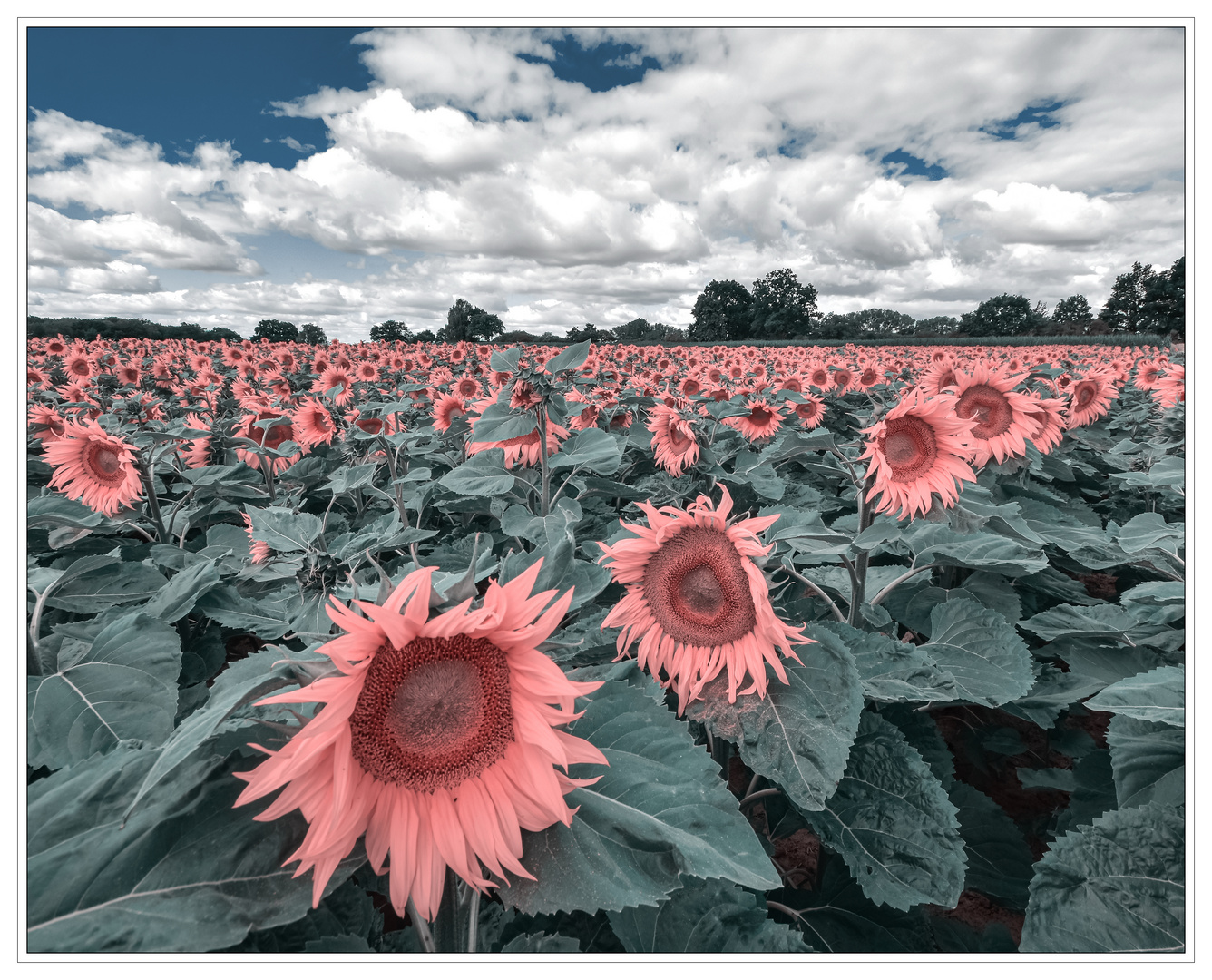 Durch die rosa Brille