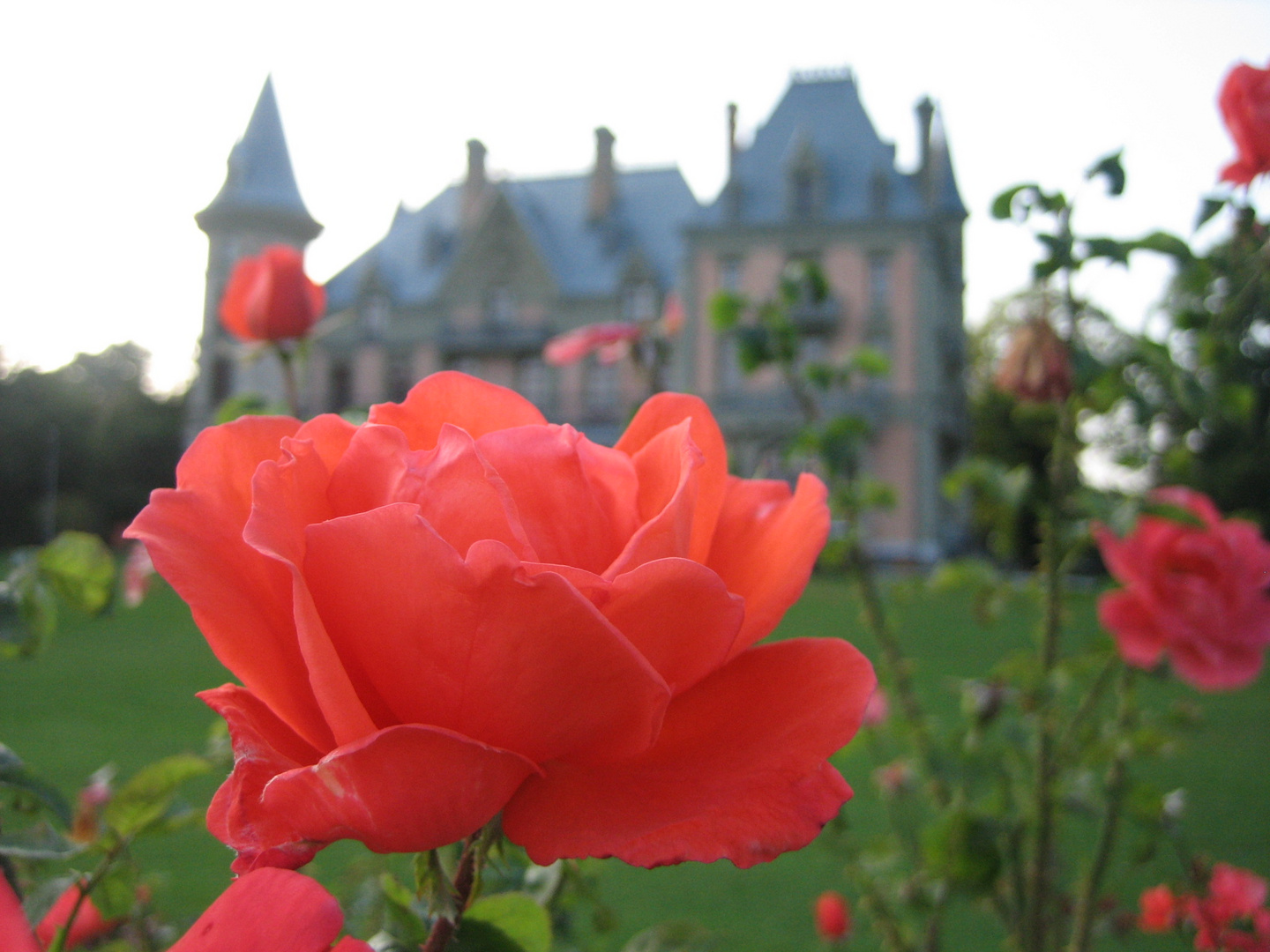 durch die rosa-rote Brille