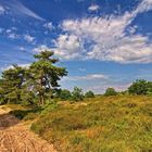 Durch die Sahlenburger Heide 