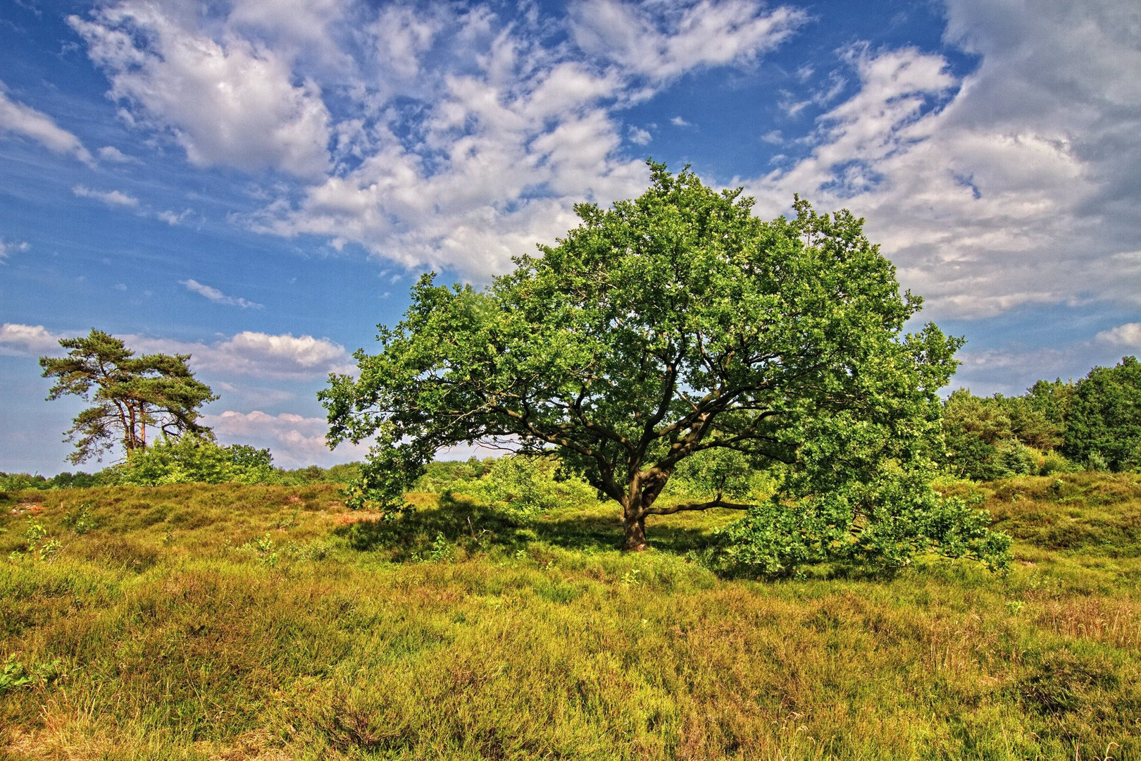 Durch die Sahlenburger Heide II