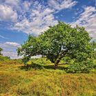 Durch die Sahlenburger Heide II