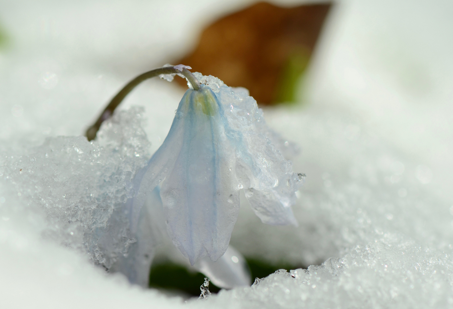 Durch die Schneedecke