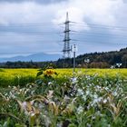 Durch die Senf Felder mit dem Fahrrad