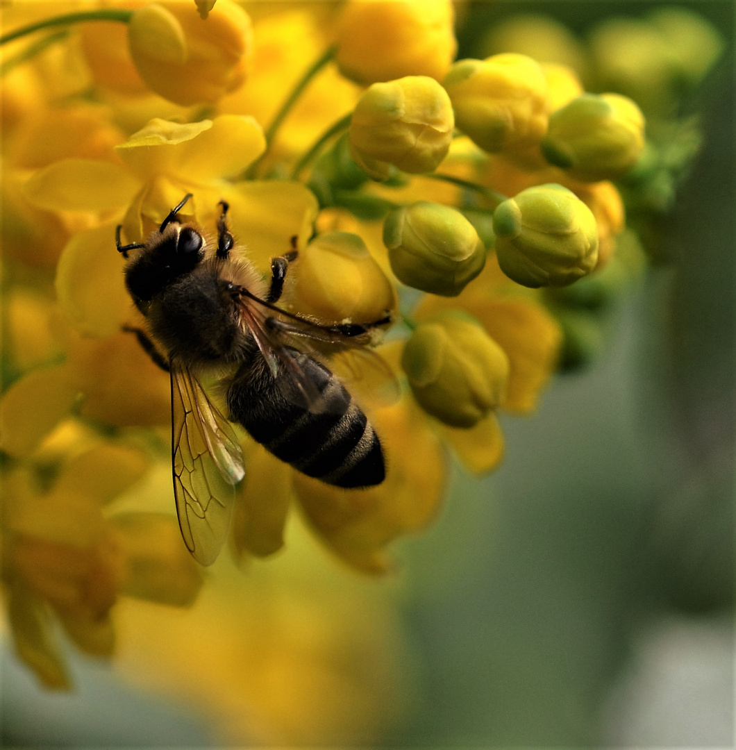 Durch die späte Frühlingtracht haben auch die Bienen gelitten