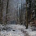 Durch die Wälder streifen