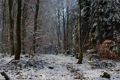 Durch die Wälder streifen