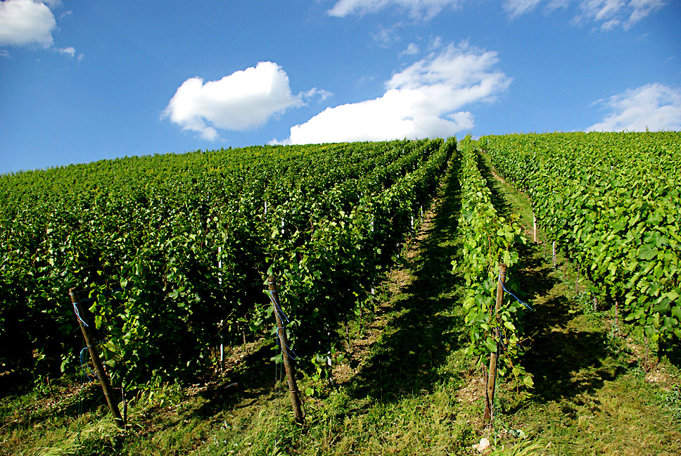 ..durch die Weinberge 11