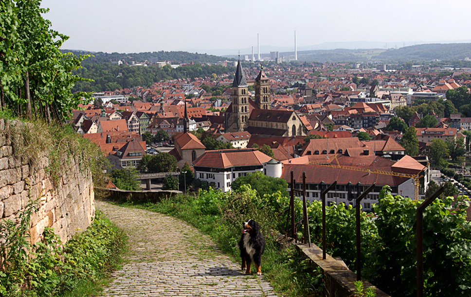 ...durch die Weinberge 4