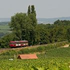 Durch die Weinberge der Volkacher Mainschleife