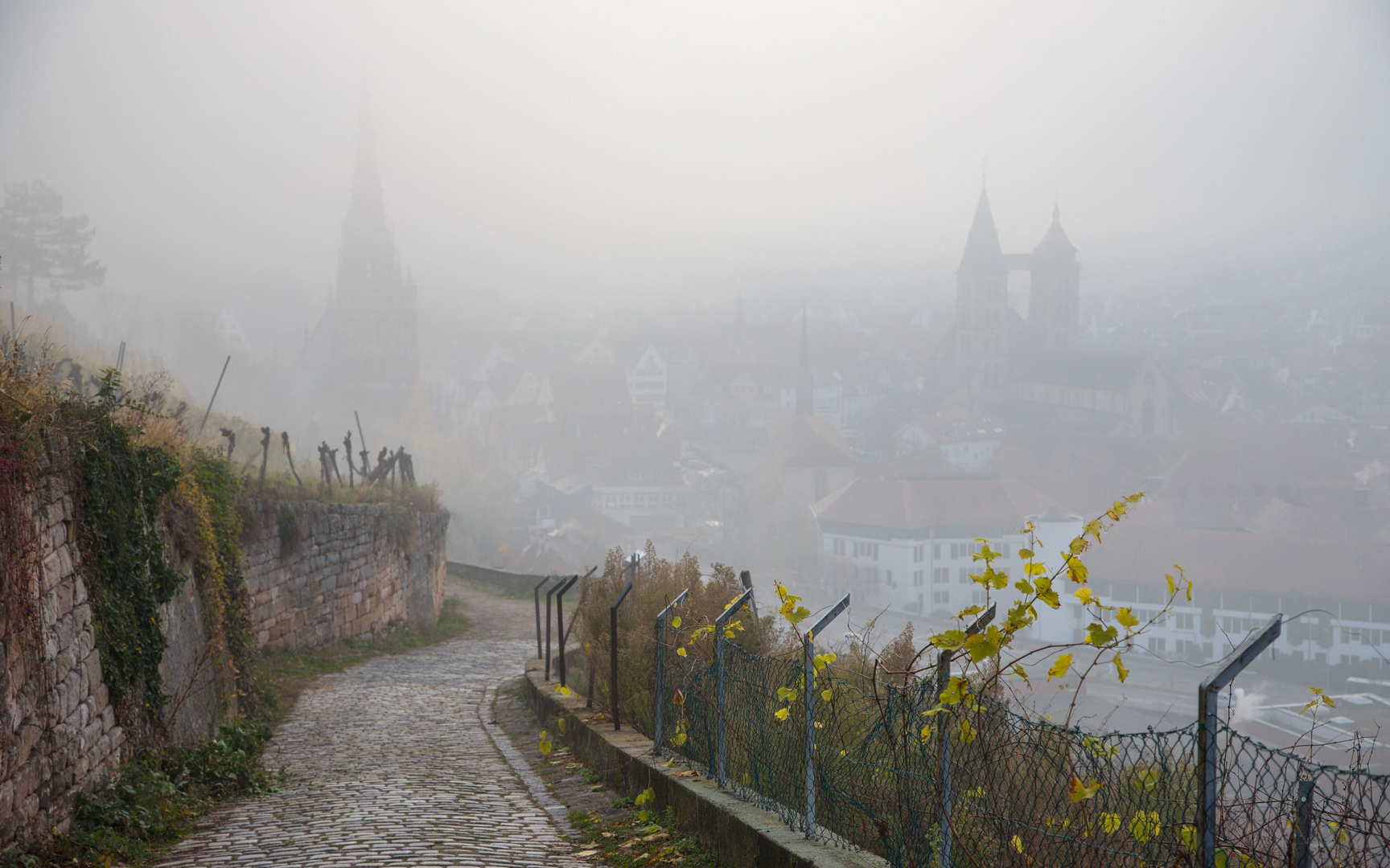 Durch die Weinberge in die Stadt (2)