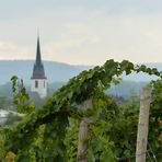 durch die Weinreben geht der Blick auf die Kirche