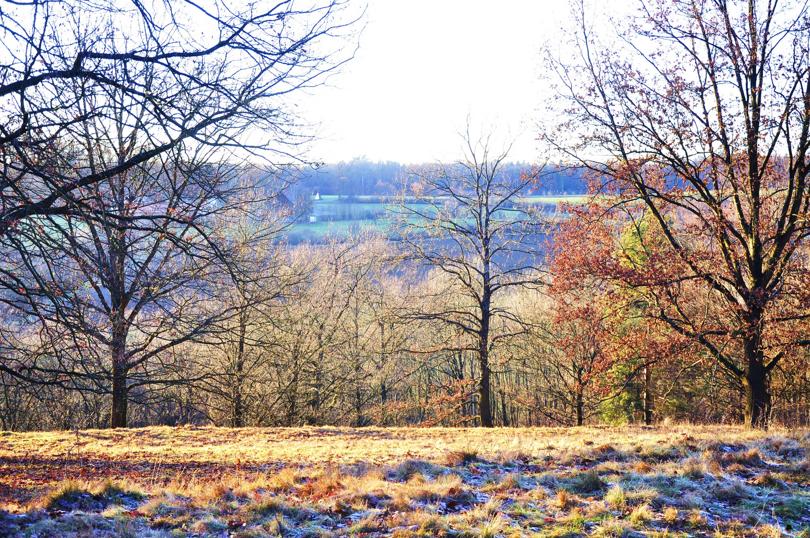 durch die Zweige geschaut